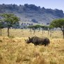 Rinoceronte en la Reserva Nacional de Maasai Mara