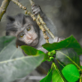 Macaco de cola larga - Bali