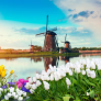 Tradicional paisaje holandés con un típico molino de viento y tulipanes