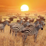 Zebra en el Jirafas en el Parque Nacional de Serengeti