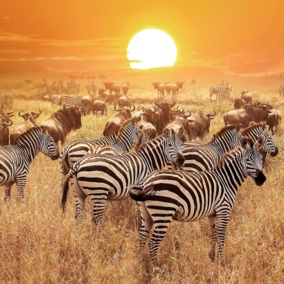 Zebras en el Parque Nacional de Serengeti