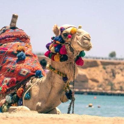 Camello en la playa de Hurghada