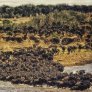Manada de búfalos - Maasai Mara