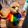 Alpaca en Lima – Perú