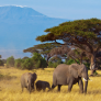 Familia de elefantes en la Reserva Nacional de Maasai Mara