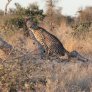 Guepardo en el Parque Kruger