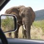 Elefante en el Parque Kruger