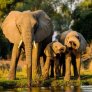 Elefantes en el Jirafas en el Parque Nacional de Serengeti