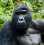 Gorila en el Parque Nacional Bwindi