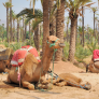 El palmeral de Marrakech