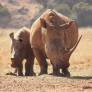 Rinocerontes en el Parque Kruger